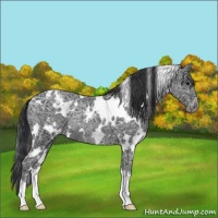 Horse Color:White Spotted Black Ice Varnish Rabicano 