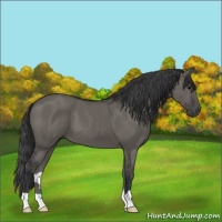 Horse Color:Grullo 