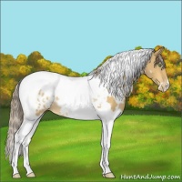 Horse Color:White Spotted Amber Cream Champagne Tobiano Appaloosa Rabicano 