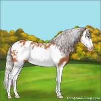Horse Color:White Spotted Silver Bay Splash Frame Appaloosa 