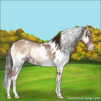 Horse Color:White Spotted Classic Champagne Onyx Rabicano 