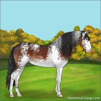 Horse Color:White Spotted Brown 