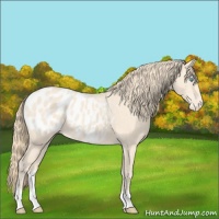 Horse Color:Perlino Appaloosa Rabicano 