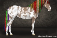 Horse Color:Painted White Spotted Classic Champagne Appaloosa 