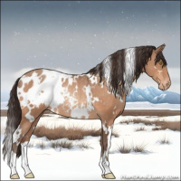 Horse Color:White Spotted Sable Champagne Appaloosa Rabicano 
