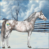 Horse Color:Bay Roan Splash Tobiano Appaloosa  and Bay Roan Splash Tobiano Appaloosa 