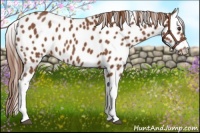 Horse Color:Chestnut Appaloosa