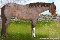 Horse Color:Liver Red Roan 