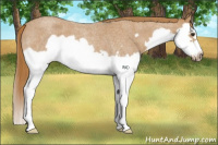 Horse Color:Red Roan Splash Frame 