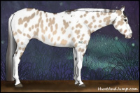 Horse Color:Bay Dun Sabino Tobiano Appaloosa 