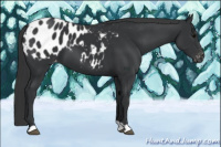 Horse Color:Black Appaloosa 