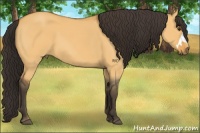 Horse Color:Buckskin Dun 