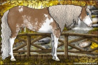 Horse Color:Chocolate Palomino Sabino Splash Appaloosa 