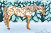 Horse Color:Palomino Near Leopard