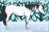 Horse Color:Black Ice Frame Appaloosa 