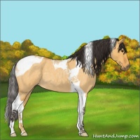 Horse Color:Buckskin Roan Dun Tobiano