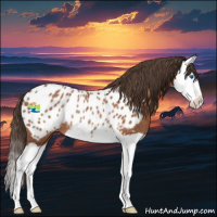 Horse Color:Bay Splash Near Leopard Rabicano 