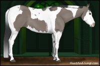 Horse Color:Grullo Splash Tobiano 