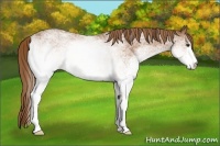 Horse Color:White Spotted Chestnut Rabicano 