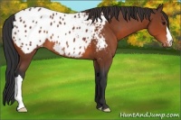 Horse Color:Bay Appaloosa 