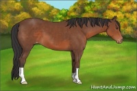 Horse Color:Bay Appaloosa 