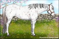 Horse Color:Bay Roan Near Leopard and Bay Roan Frame Near Leopard