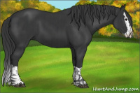 Horse Color:Black  and Black Splash 