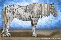 Horse Color:Smoky Black  and Smoky Black Appaloosa 