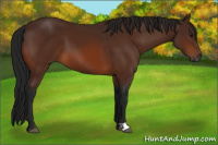 Horse Color:Gray Bay 