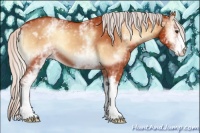 Horse Color:White Spotted Silver Bay Onyx Appaloosa 