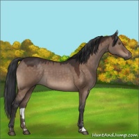 Horse Color:Brown Dun Sabino