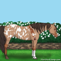 Horse Color:Bay Dun Appaloosa 