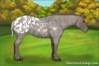 Horse Color:Silver Blue Roan Appaloosa