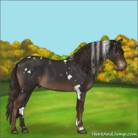 Horse Color:White Spotted Liver Chestnut 