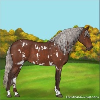 Horse Color:White Spotted Silver Brown Roan 