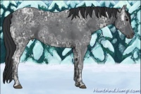 Horse Color:Black Ice 