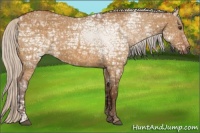 Horse Color:Silver Buckskin Ice Dun 