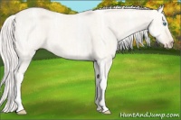Horse Color:Silver Perlino Ice Dun Tobiano 