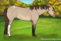 Horse Color:Bay Dun Appaloosa 