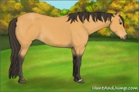 Horse Color:Buckskin 