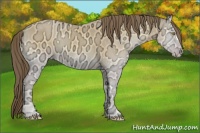 Horse Color:Amber Cream Champagne Ice Onyx 