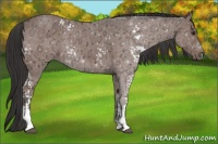 Horse Color:White Spotted Bay Ice 