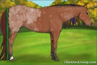 Horse Color:Painted Bay Ice Sabino Rabicano 