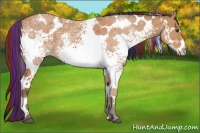 Horse Color:Painted White Spotted Buckskin Ice 