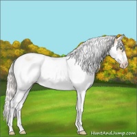 Horse Color:Silver Classic Champagne Dun Splash Tobiano Frame 