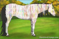 Horse Color:Plaid  Buckskin Ice Tobiano 