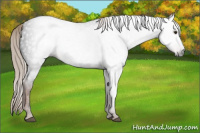 Horse Color:Gray Liver Chestnut 