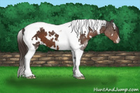 Horse Color:White Spotted Liver Chestnut Tobiano Appaloosa 