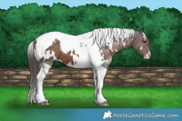 Horse Color:White Spotted Liver Chestnut Tobiano Varnish 