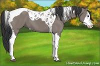 Horse Color:Grullo Splash Tobiano 